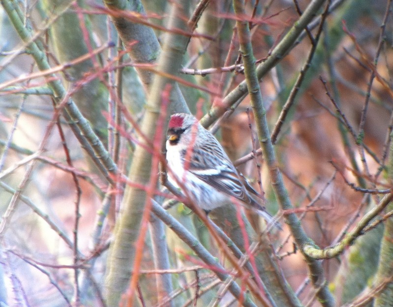 Coues's Arctic Redpoll