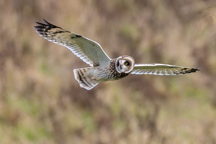 Short-eared Owl