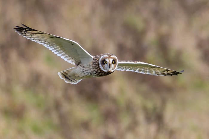 Short-eared Owl