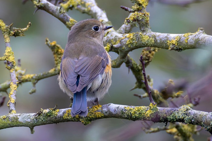 Red-flanked Bluetail