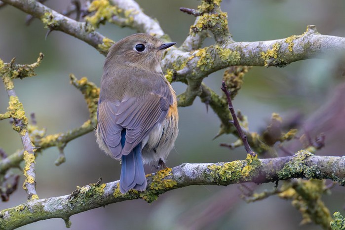 Red-flanked Bluetail