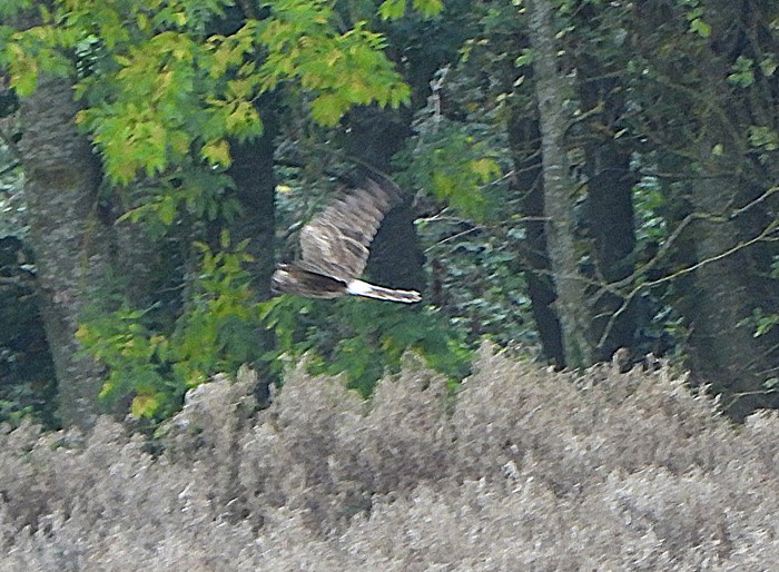 Hen Harrier