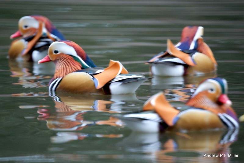 Mandarin