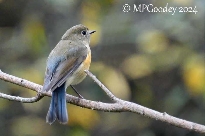 Red-flanked Bluetail