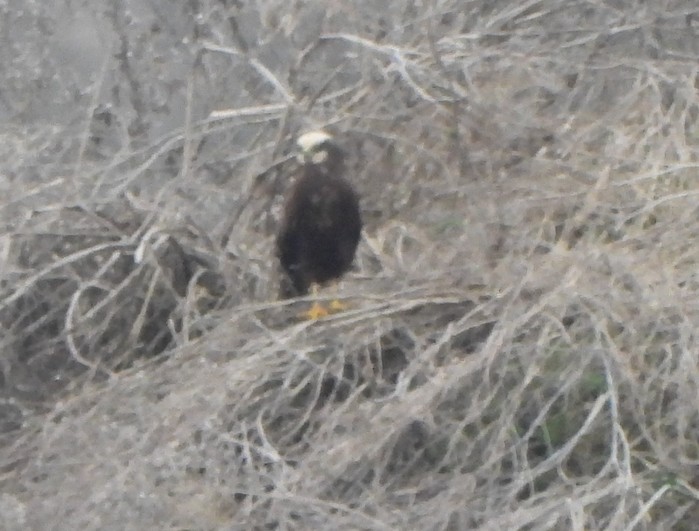 Marsh Harrier