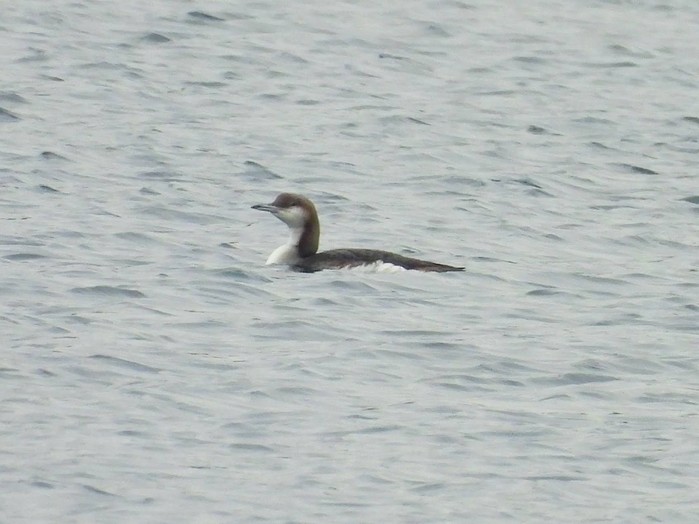 Black-throated Diver
