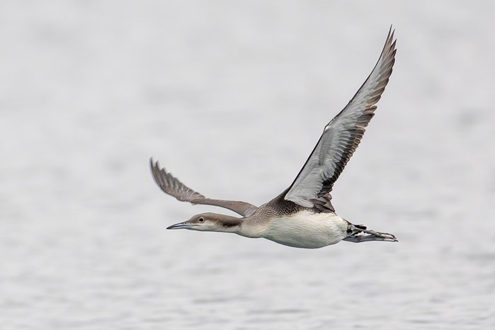 Black-throated Diver