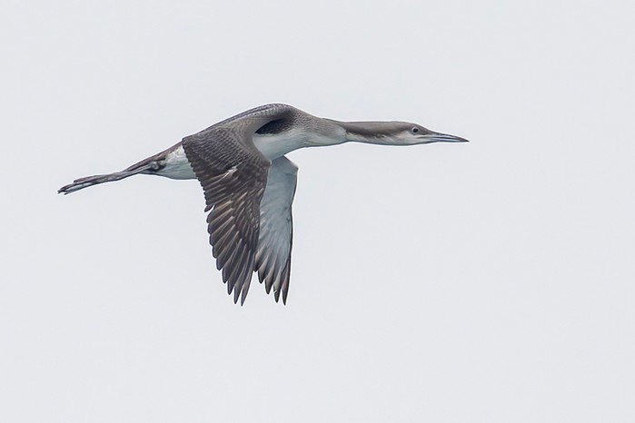 Black-throated Diver