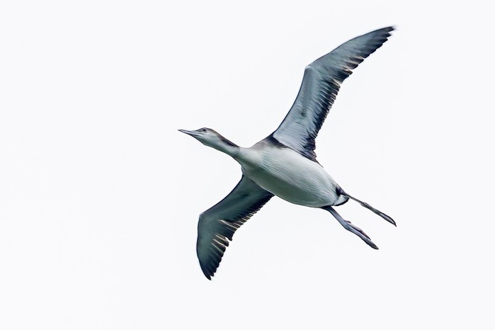 Black-throated Diver