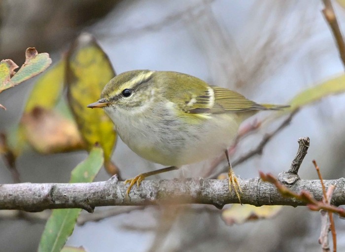 Yellow-browed Warbler