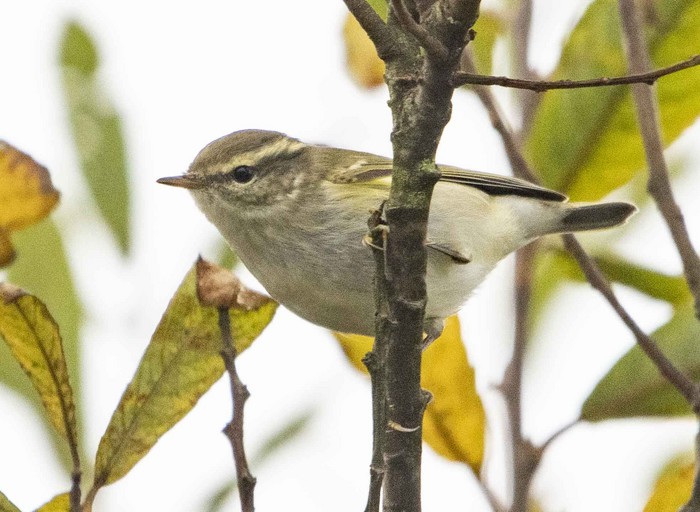 Yellow-browed Warbler