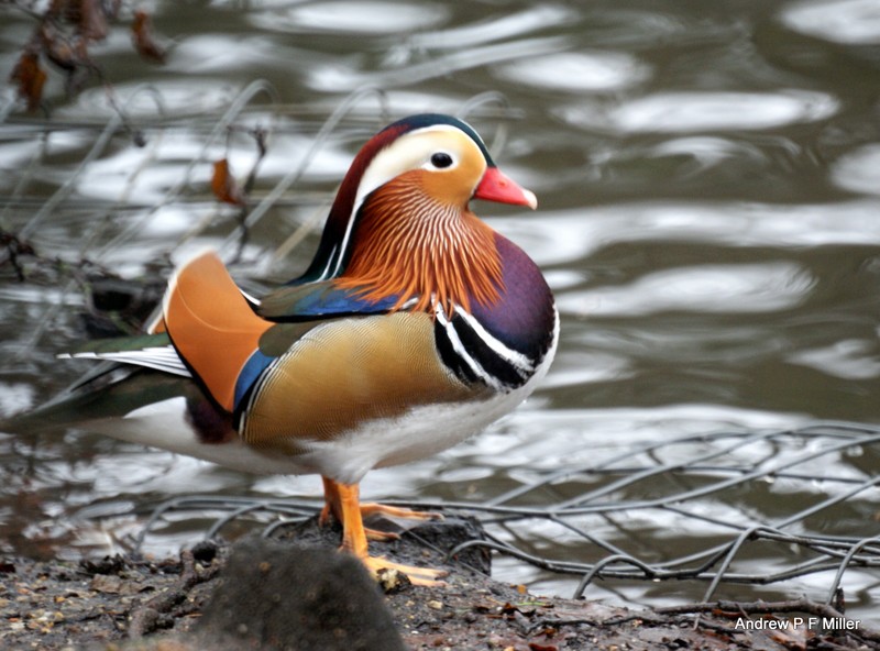Mandarin
