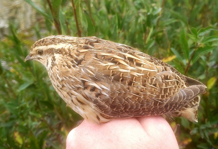 Quail