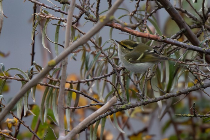 Pallas's Warbler