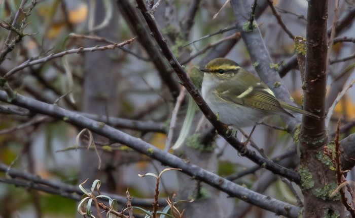 Pallas's Warbler