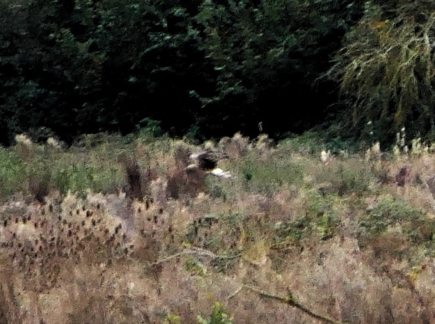 hen harrier