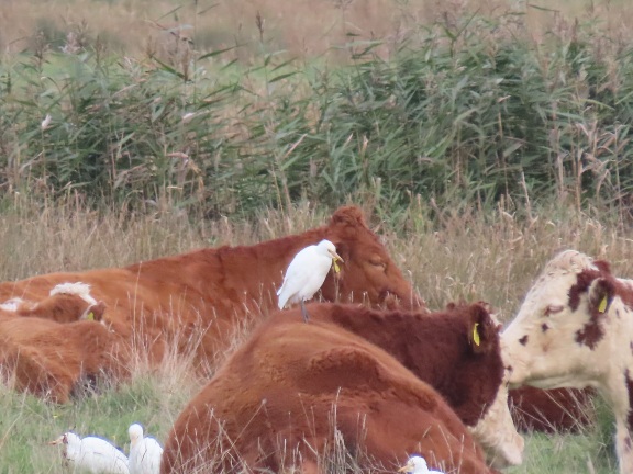 Cattle Egret