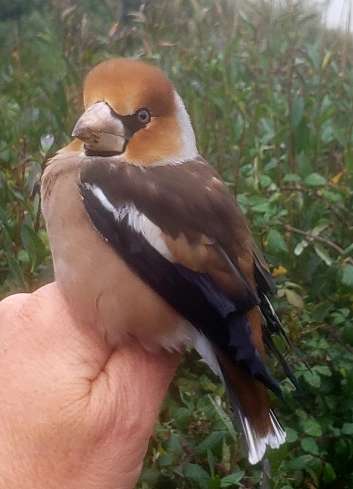 Hawfinch