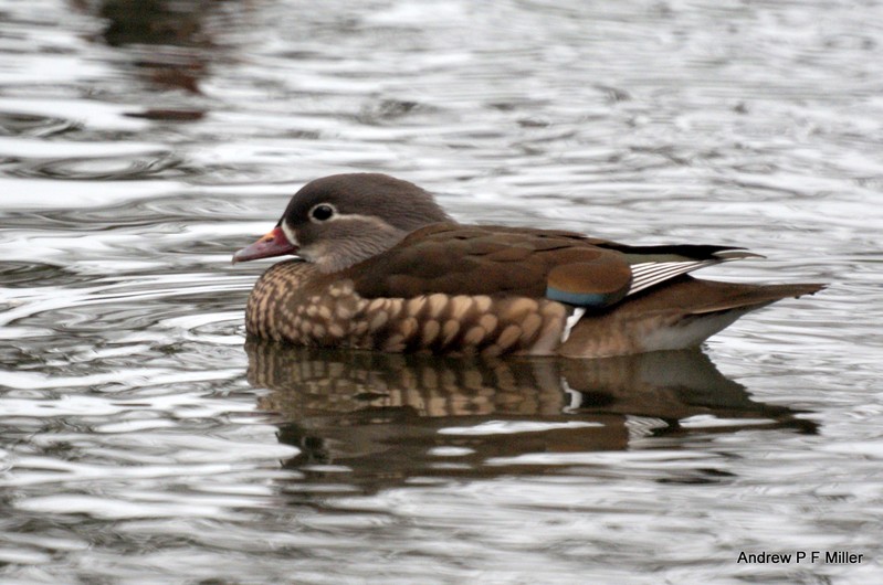 Mandarin