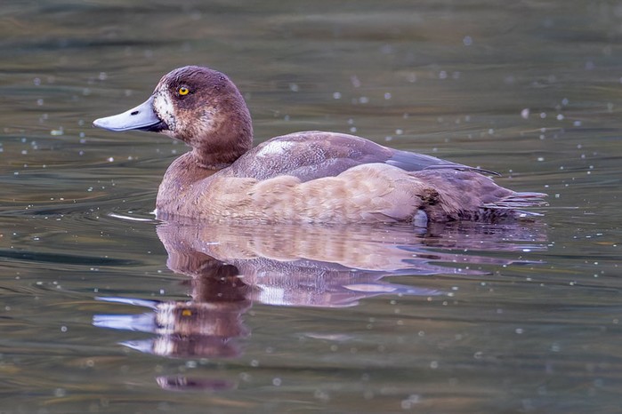 Scaup