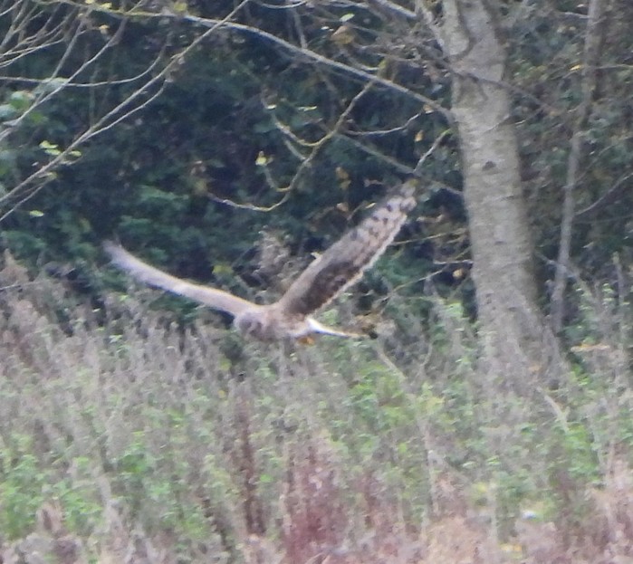 Hen Harrier