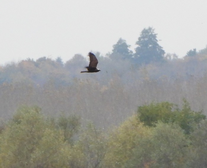 marsh harrier 