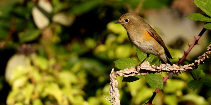 Red-flanked Bluetail