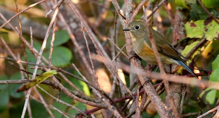 Red-flanked Bluetail