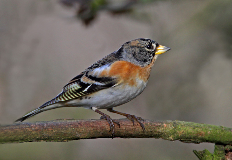 Brambling