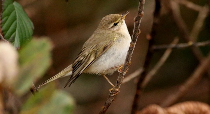 Willow Warbler