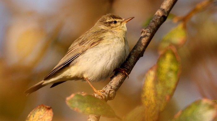 Willow Warbler
