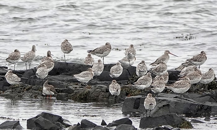 Bar-tailed Godwit