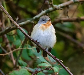 Red-breasted Flycatcher