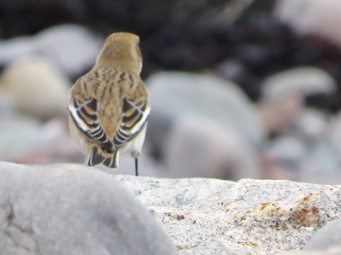 Snow Bunting