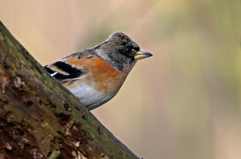 Brambling