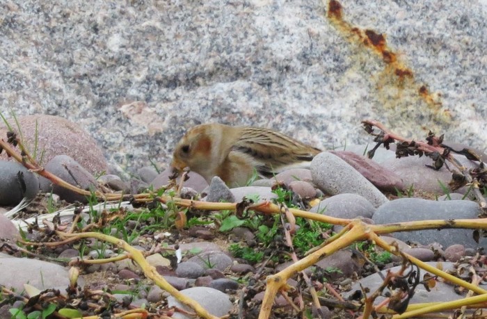 Snow Bunting