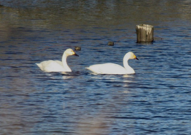 Bewick's Swan