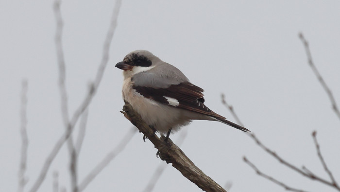 Lesser Grey Shrike