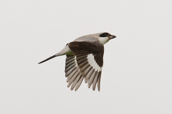 Lesser Grey Shrike