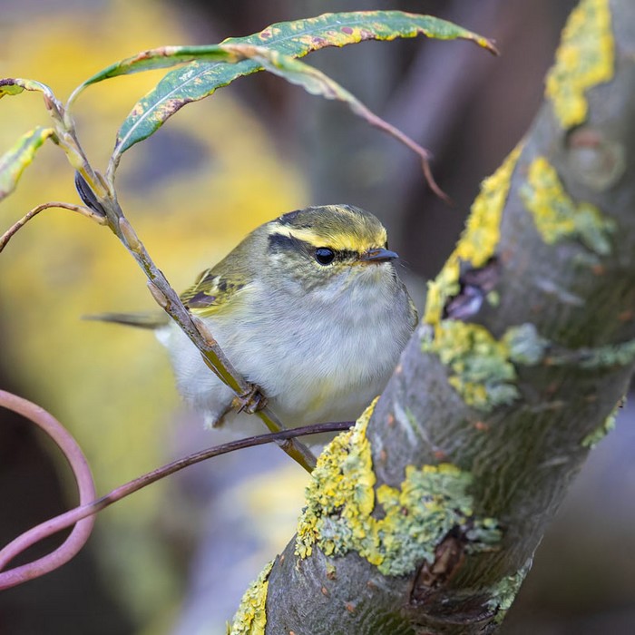Pallas's Warbler