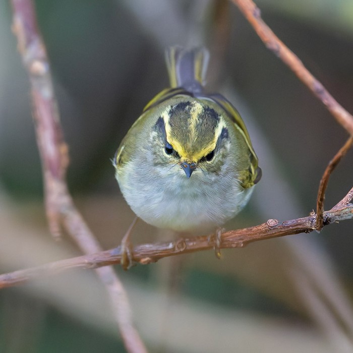 Pallas's Warbler