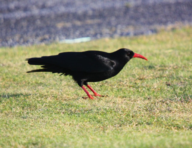 Chough