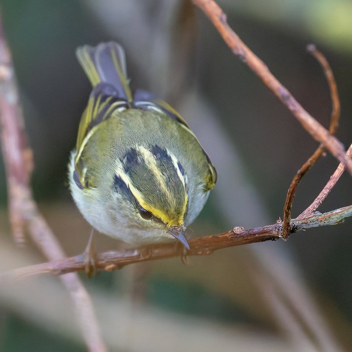Pallas's Warbler