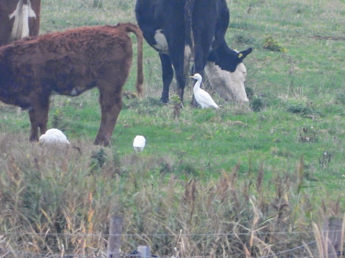 Cattle Egret