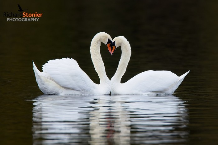 Mute Swan