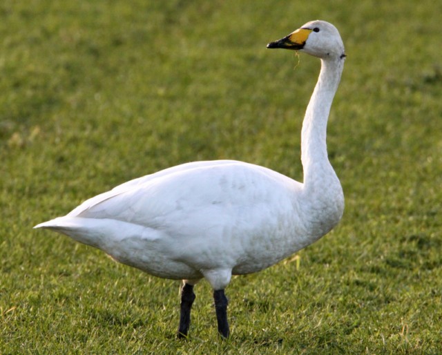 Whooper Swan
