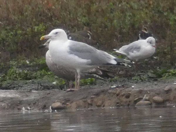 Caspian Gull