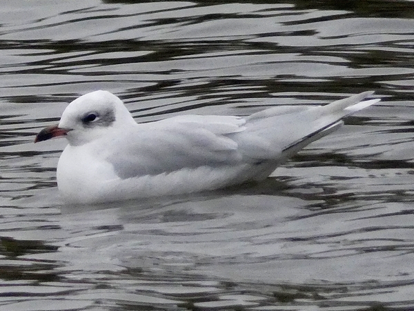 Mediterranean Gull