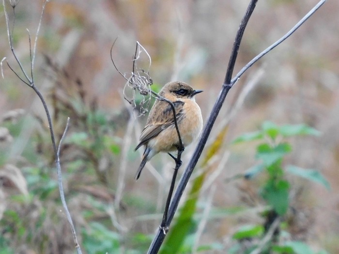 Amur Stonechat