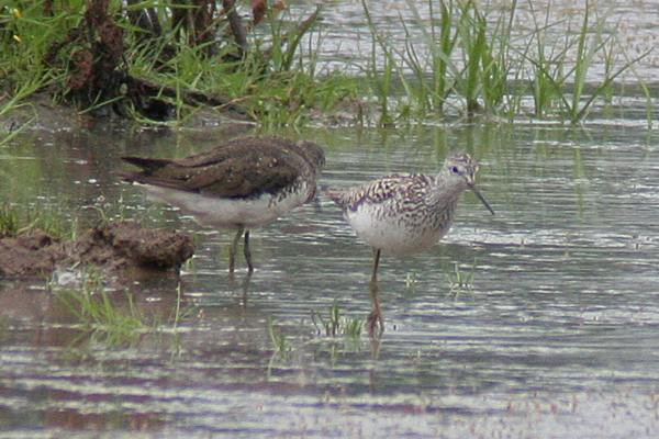 Marsh Sandpiper